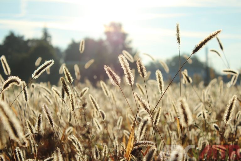 primo piano su una pianta per indicare l'allergia ai pollini