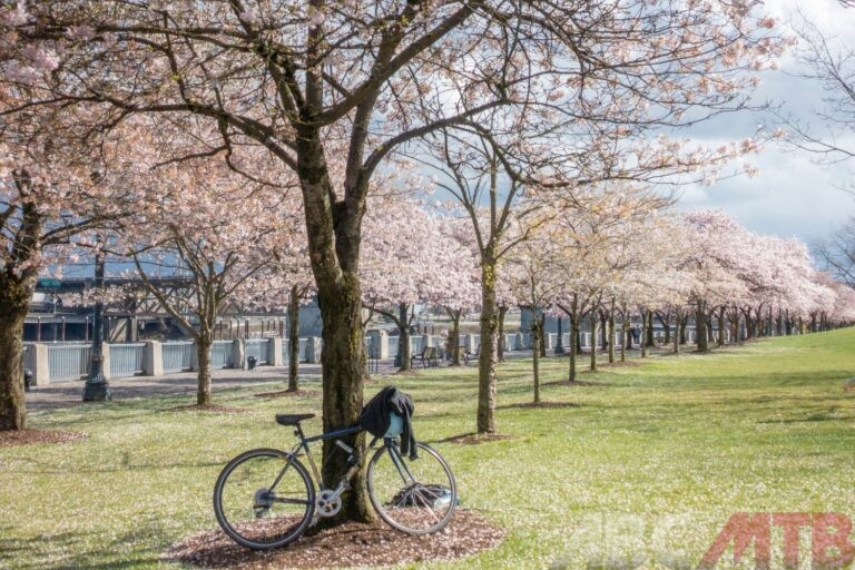 Mtb appoggiata a un albero di ciliegio in fiore in un parco